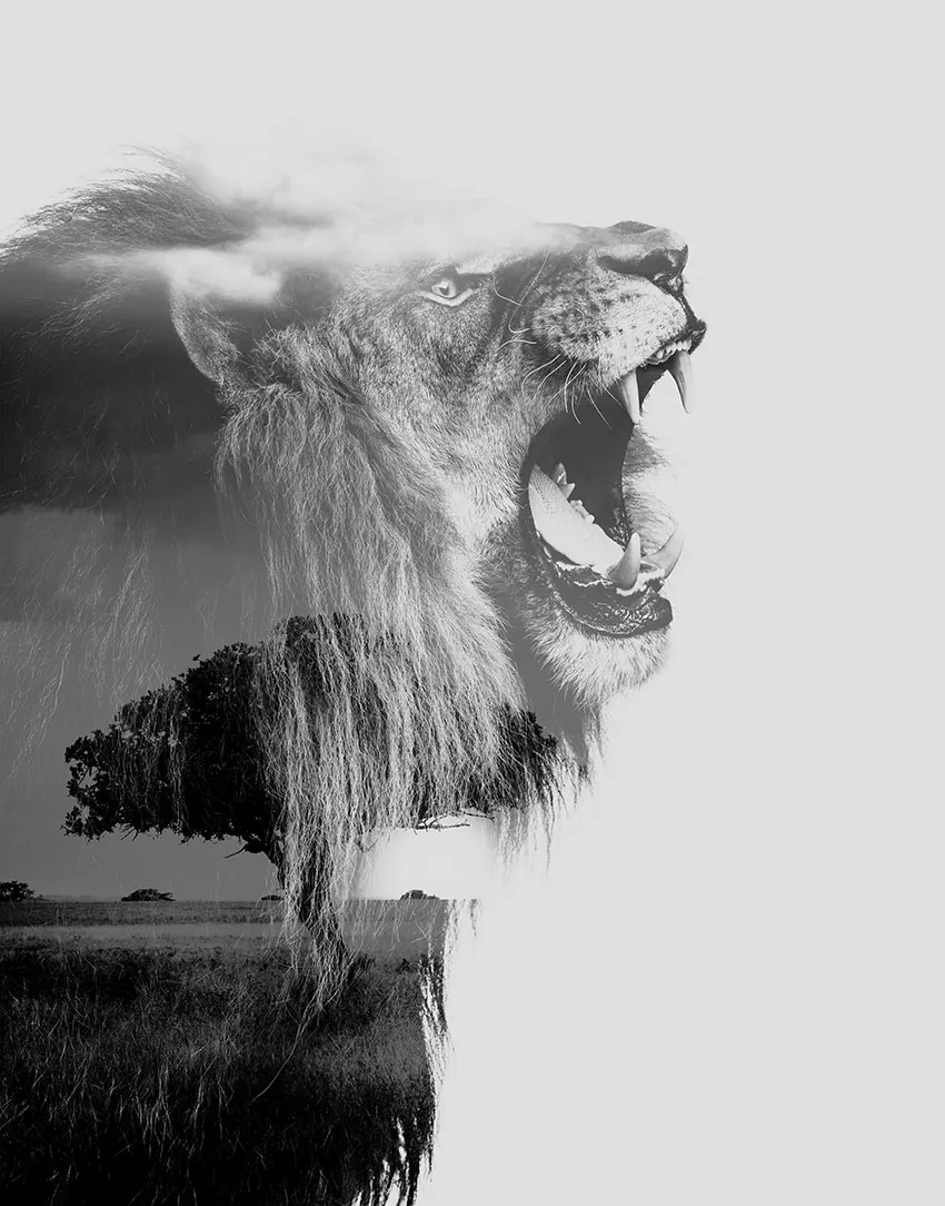 Portrait en noir et blanc d’un lion rugissant, superposé à un paysage de savane avec arbre solitaire. — King of Beast - Tirage d’Art – Signé / Numéroté, John Beckley