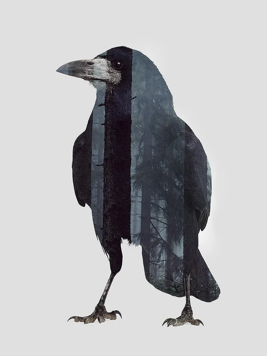 Silhouette de corbeau noir sur fond clair, laissant apparaître une forêt sombre à l’intérieur de son corps. — Crow in woods - Tirage d’Art – Signé / Numéroté, John Beckley