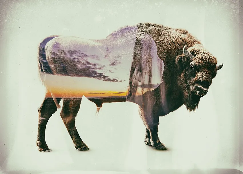 Silhouette de bison sur fond clair contenant un paysage de coucher de soleil et une chute d’eau en surimpression. — Waterfall Bison – Tirage d’Art – Signé / Numéroté, John Beckley