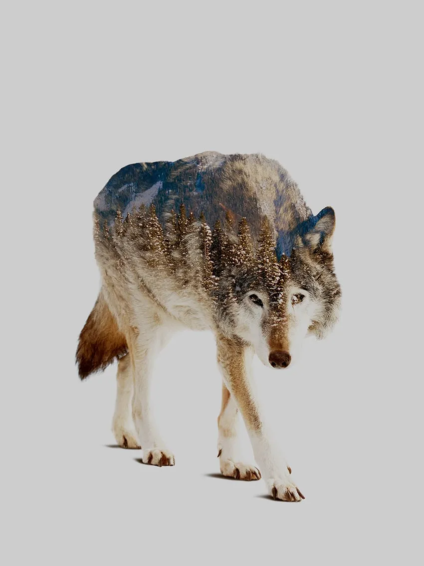 Silhouette d’un loup marchant de face, contenant un paysage de montagnes et sapins sur fond gris clair. — Wolf in mountains - Tirage d’Art – Signé / Numéroté, John Beckley