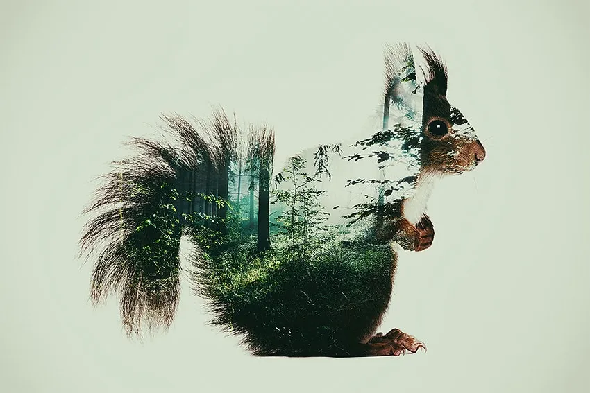 Silhouette d’un écureuil de profil contenant un paysage de forêt verte sur fond clair. — Squirrel in the woods - Tirage d’Art – Signé / Numéroté, John Beckley