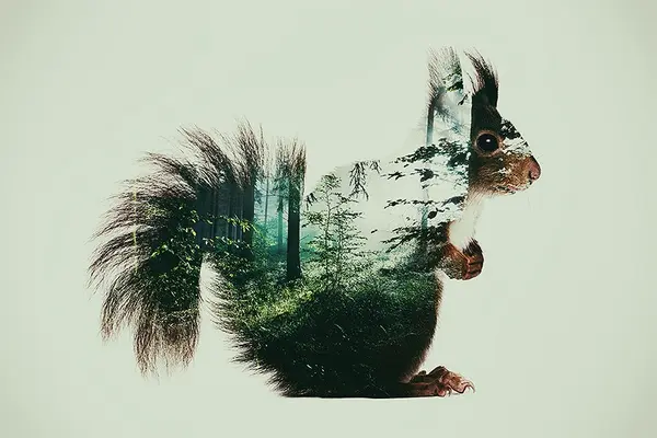 Squirrel in the woods - Tirage d’Art – Signé / Numéroté