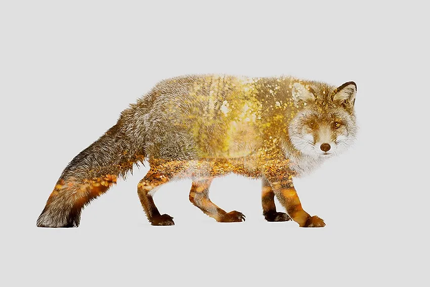 Peinture d’un renard de profil sur fond clair, silhouette remplie d’un paysage forestier doré. — Fox in autumn - Tirage d’Art – Signé / Numéroté, John Beckley
