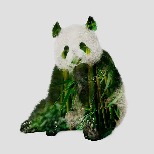 Giant panda eating bamboo - Tirage d’Art – Signé / Numéroté